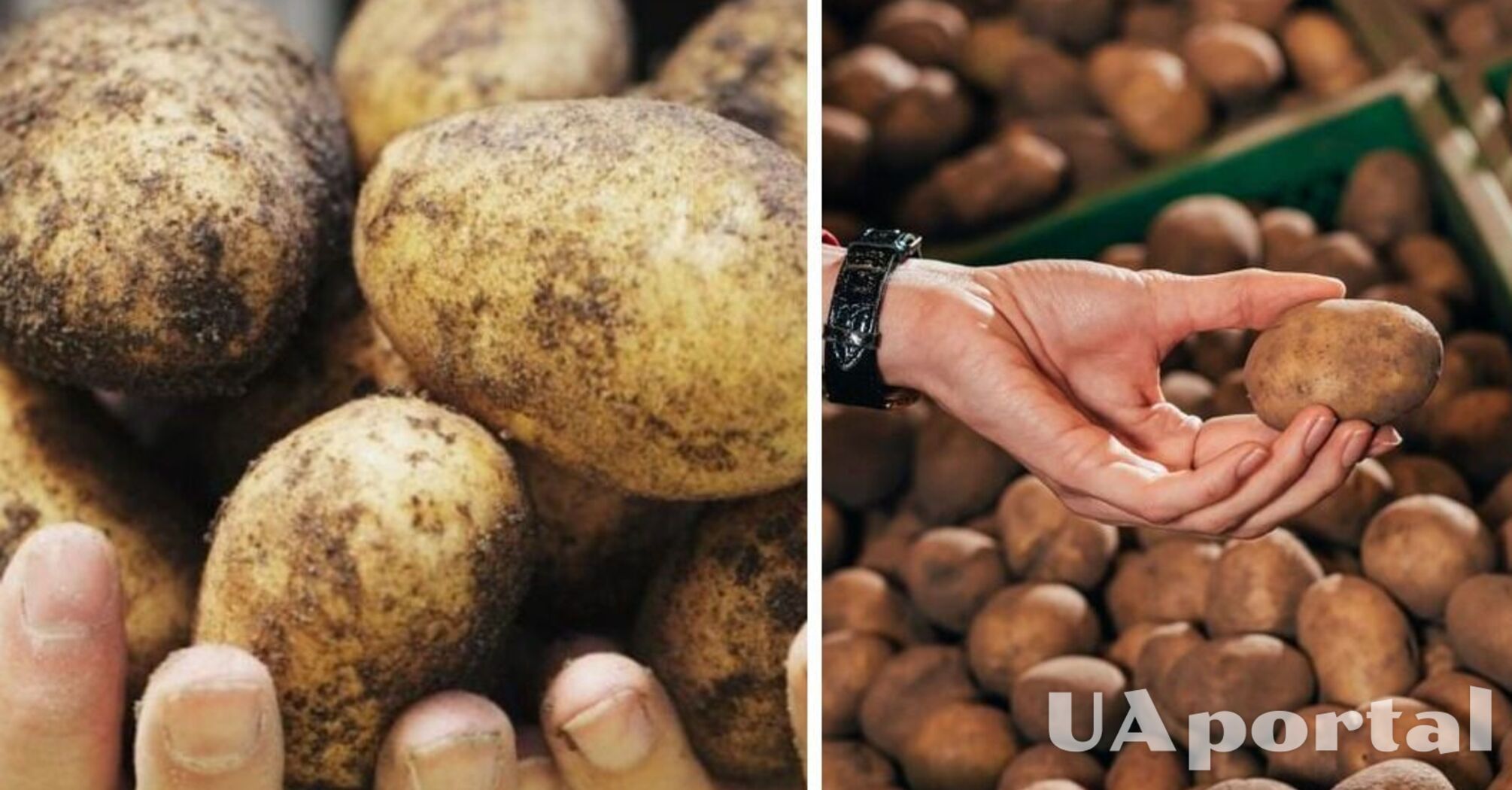 В Украине заметно упал в цене популярный овощ: какая стоимость килограмма