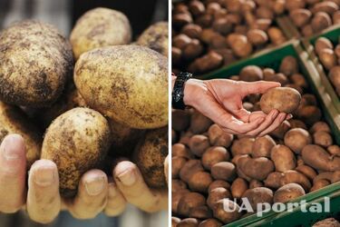 В Україні помітно впав у ціні популярний овоч: яка вартість кілограму