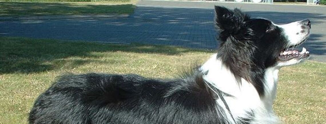 Справжні генії: топ порід найрозумніших собак