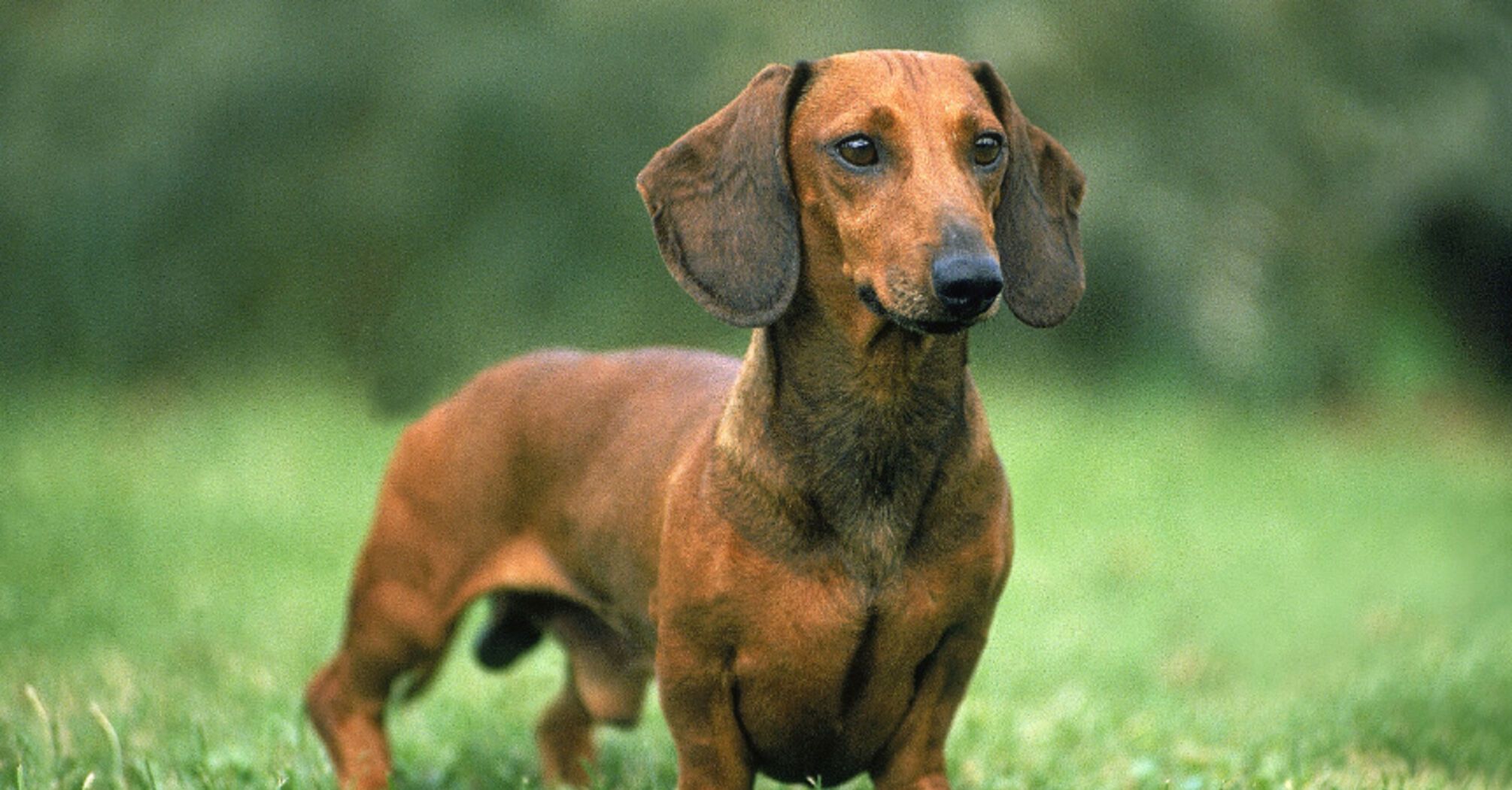 Сигнализация не нужна: топ маленьких пород собак, которые позаботятся о безопасности вашего дома