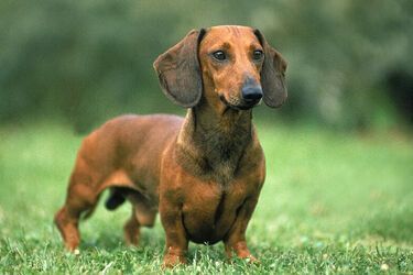 Сигналізація не потрібна: топ маленьких порід собак, які подбають про безпеку вашого будинку