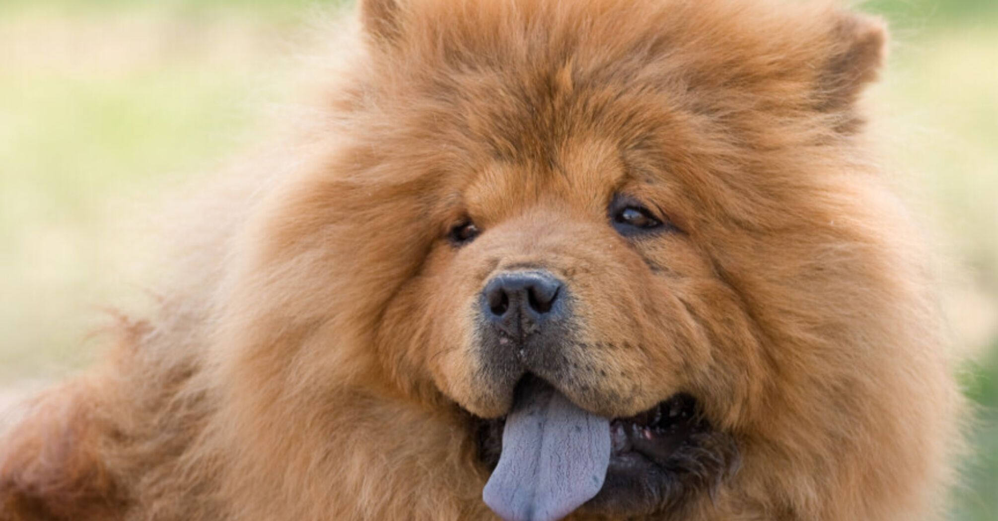 Незалежні, але люблячі: топ найвпертіших порід собак 