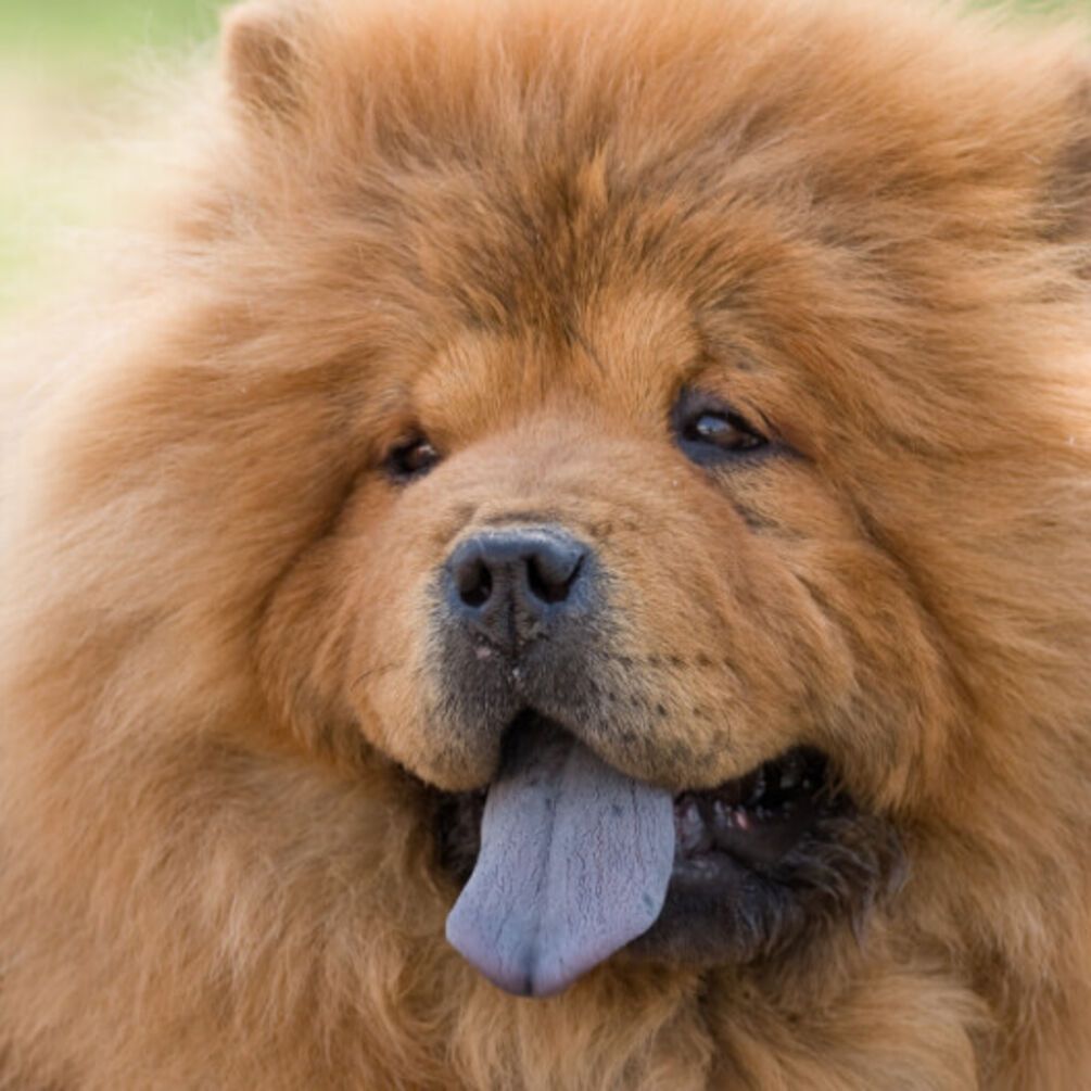 Независимые, но любящие: топ самых упрямых пород собак