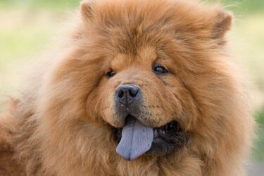 Независимые, но любящие: топ самых упрямых пород собак