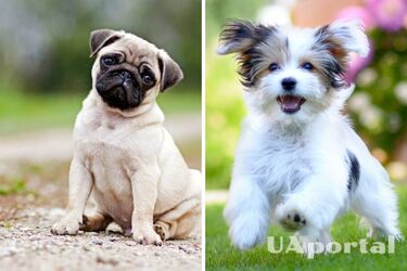 Это не стоит потраченного времени: какие породы собак не поддаются дрессировке