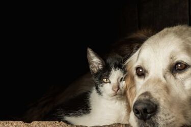 Как подружиться с собакой кота: эксперт подсказал простое решение