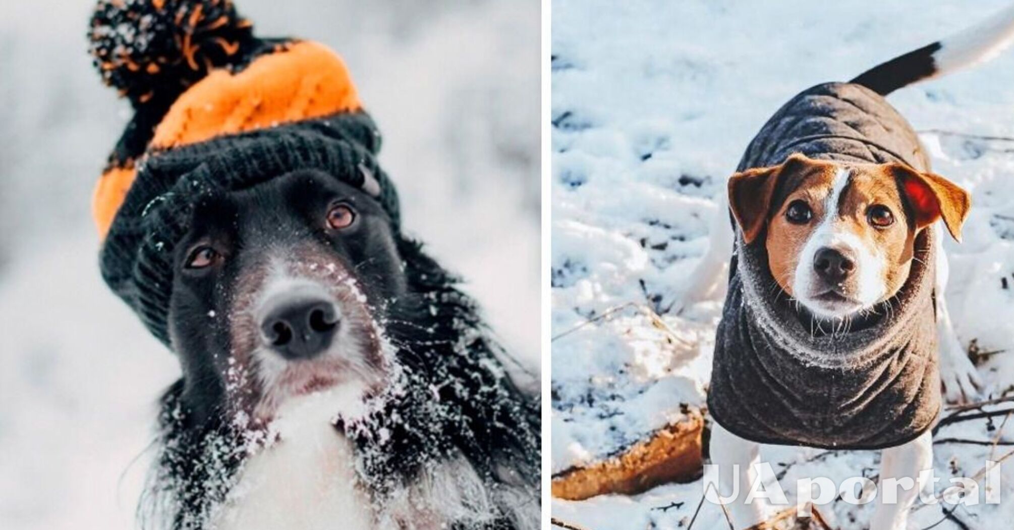 и потрібен собакам зимовий одяг: відповідь ветеринарів 