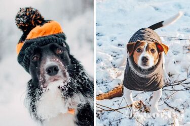 Чи потрібен собакам зимовий одяг: відповідь ветеринарів