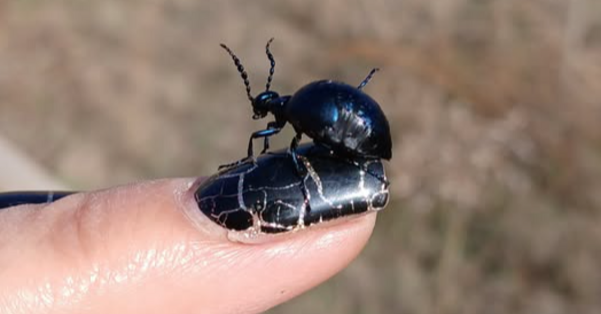 У Миколаївській області було виявлено надзвичайно отруйного жука: що відомо (фото)