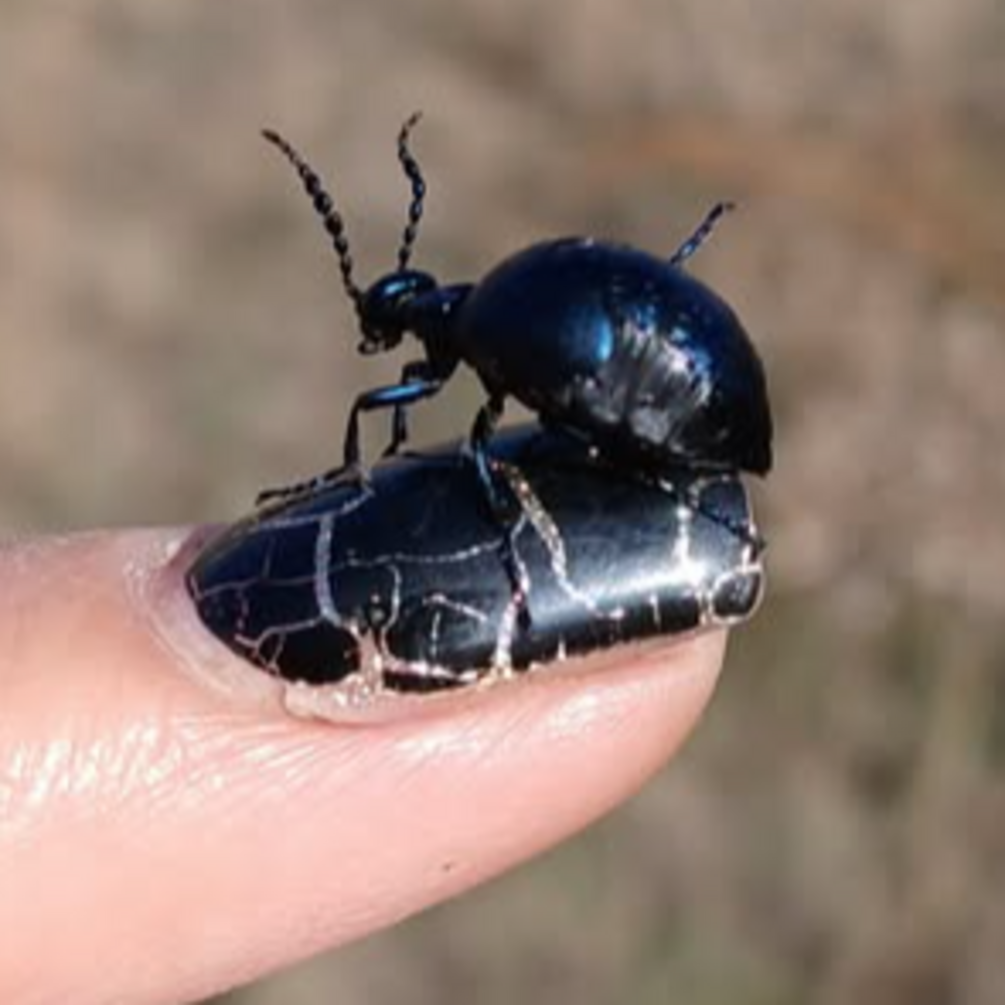 В Николаевской области был обнаружен чрезвычайно ядовитый жук: что известно (фото)