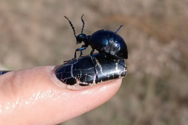 В Николаевской области был обнаружен чрезвычайно ядовитый жук: что известно (фото)