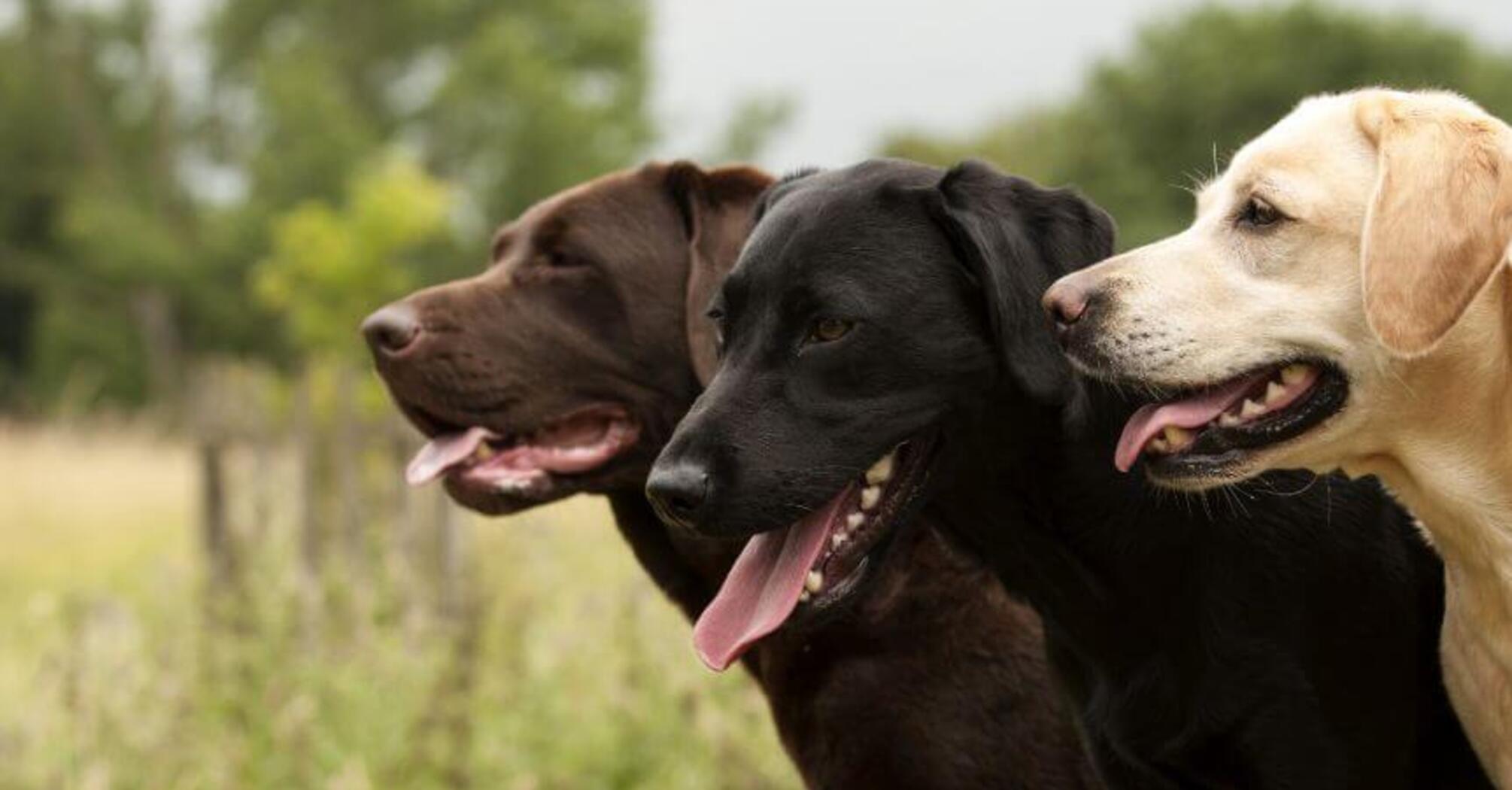 Безгранично преданные: топ пород самых верных собак