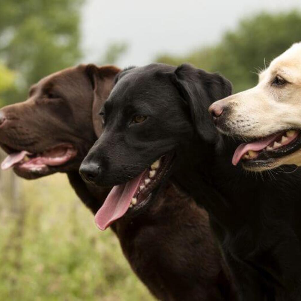Безгранично преданные: топ пород самых верных собак