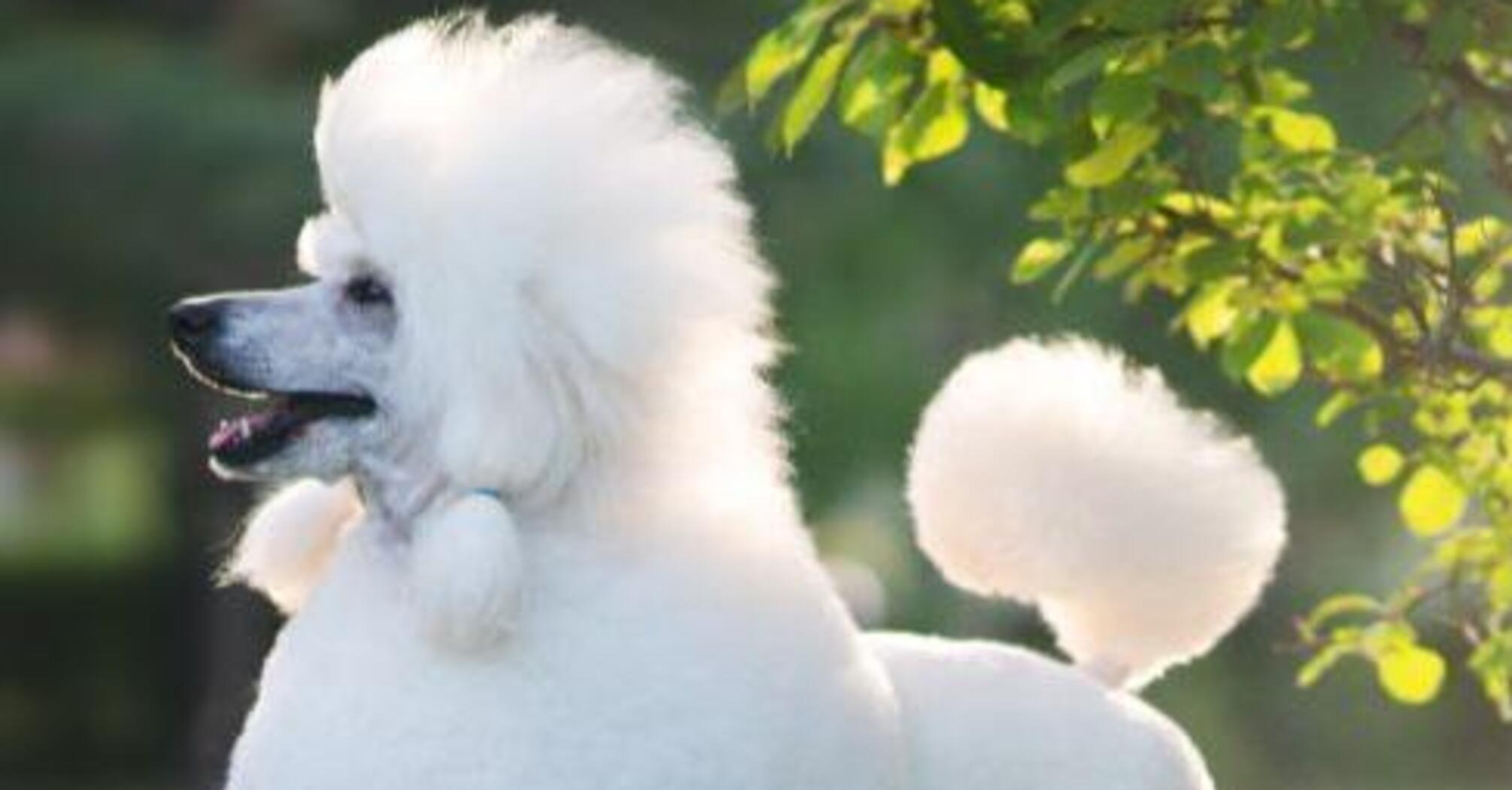 С ними всегда весело: топ пород самых игривых собак