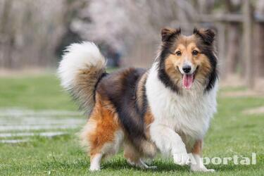 С ними всегда весело: топ самых игривых пород собак