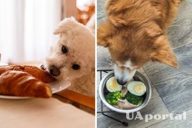 Можно ли собакам лосось и почему его следует осторожно вводить в меню