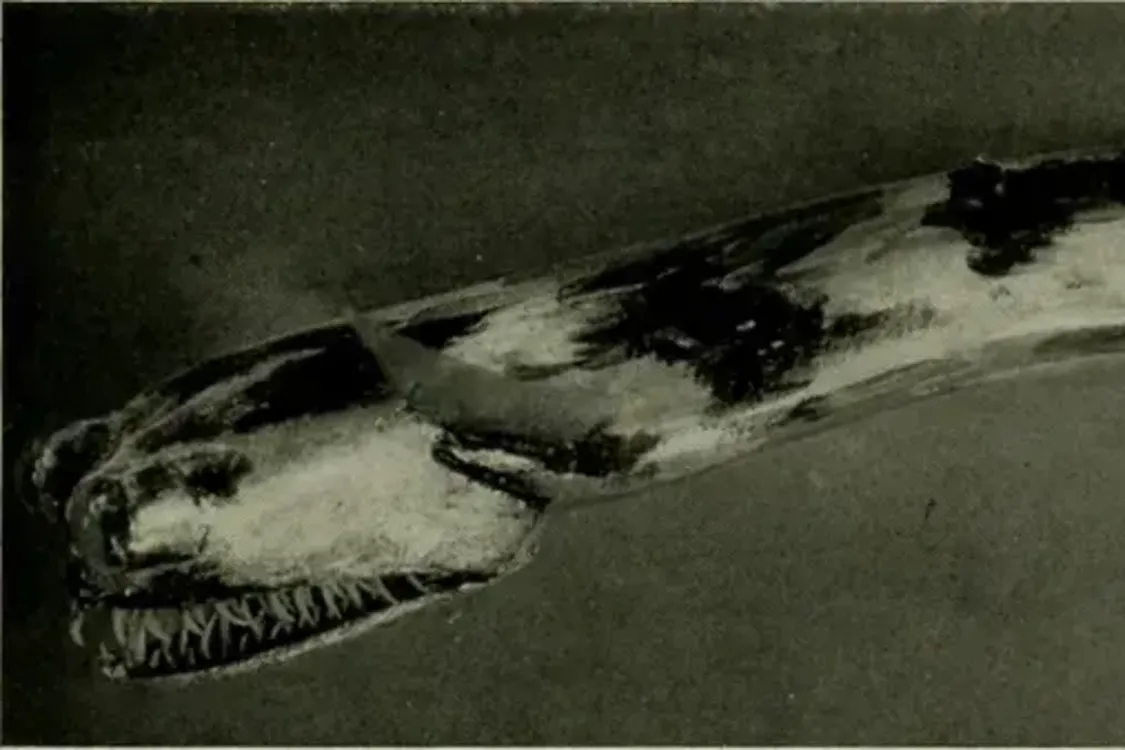 Вчені показали морське чудовисько, що лякає навіть дослідників: рідкісні кадри