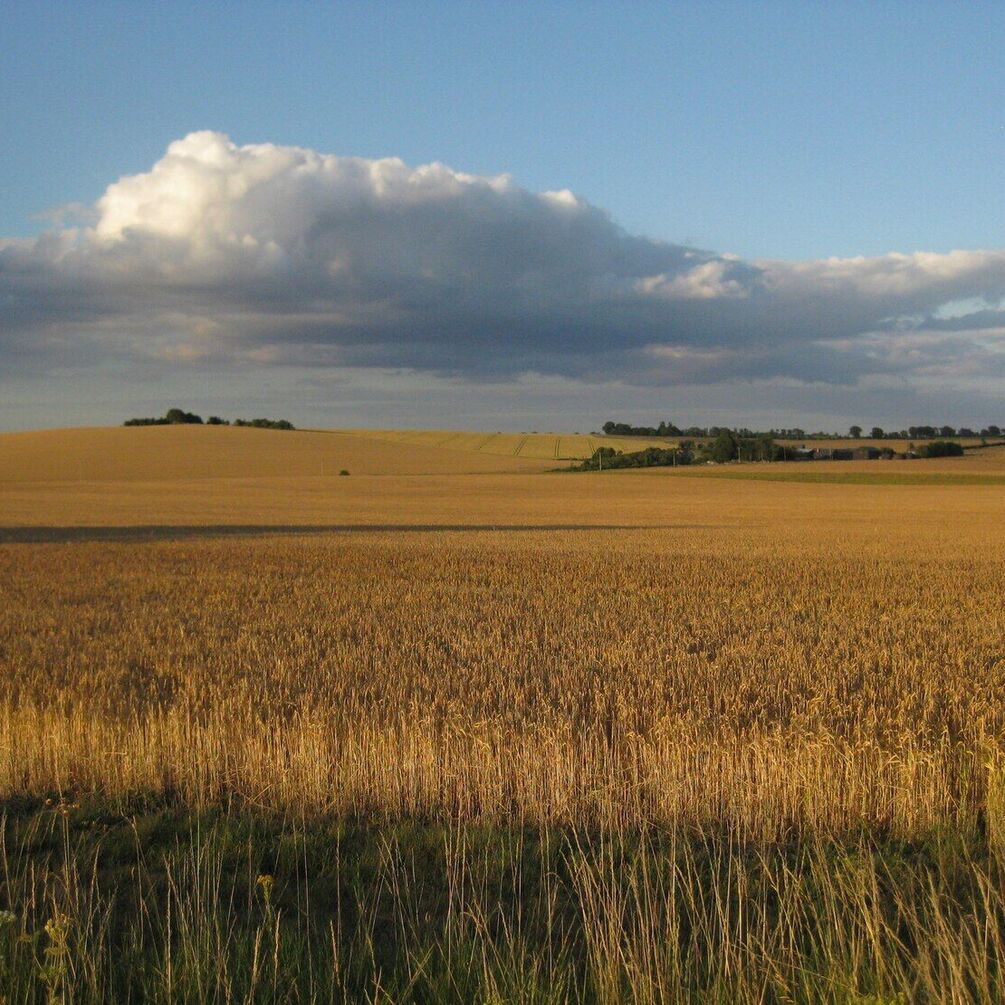 В Україні помітно подешевшала земля: названо поточну ціну за гектар