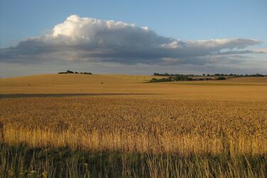 В Украине заметно подешевела земля: названа текущая цена за гектар