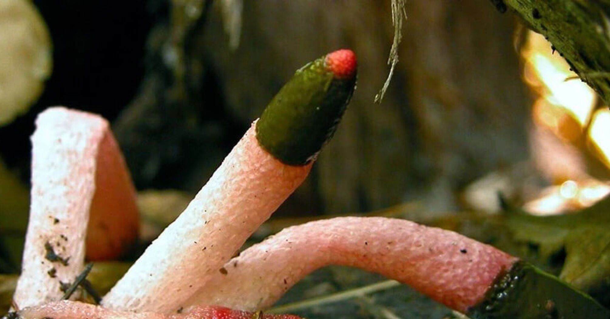 В Украине обнаружили редкий гриб 'мутин собачий': чем интересен (фото)