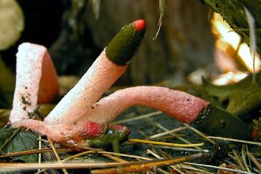 В Украине обнаружили редкий гриб 'мутин собачий': чем интересен (фото)