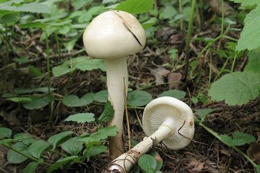 В Николаевской области обнаружили редкий гриб: характеристики лимацели масляной (фото)