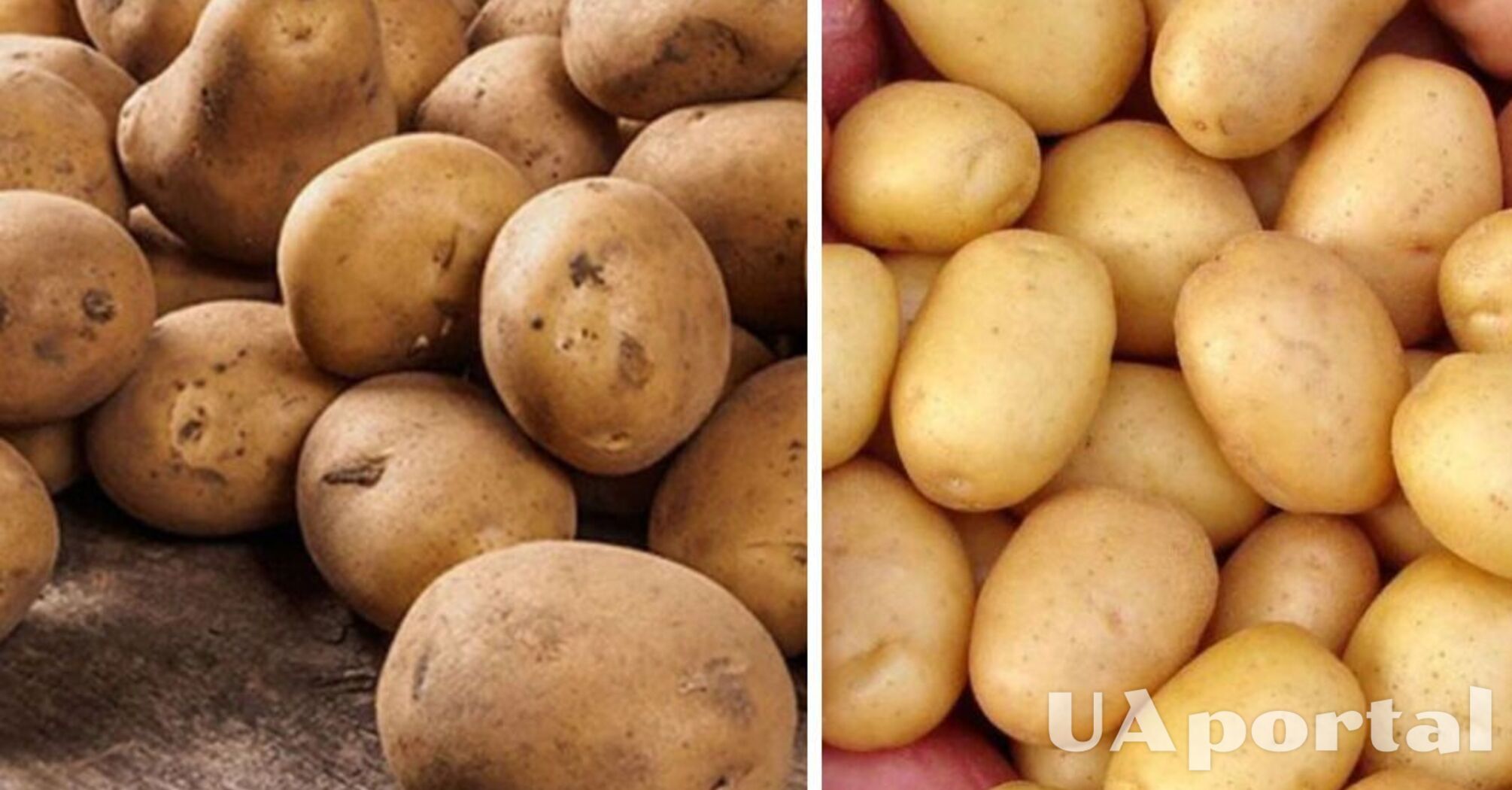 В Україні помітно здорожчав популярний овоч: скільки коштує кілограм  