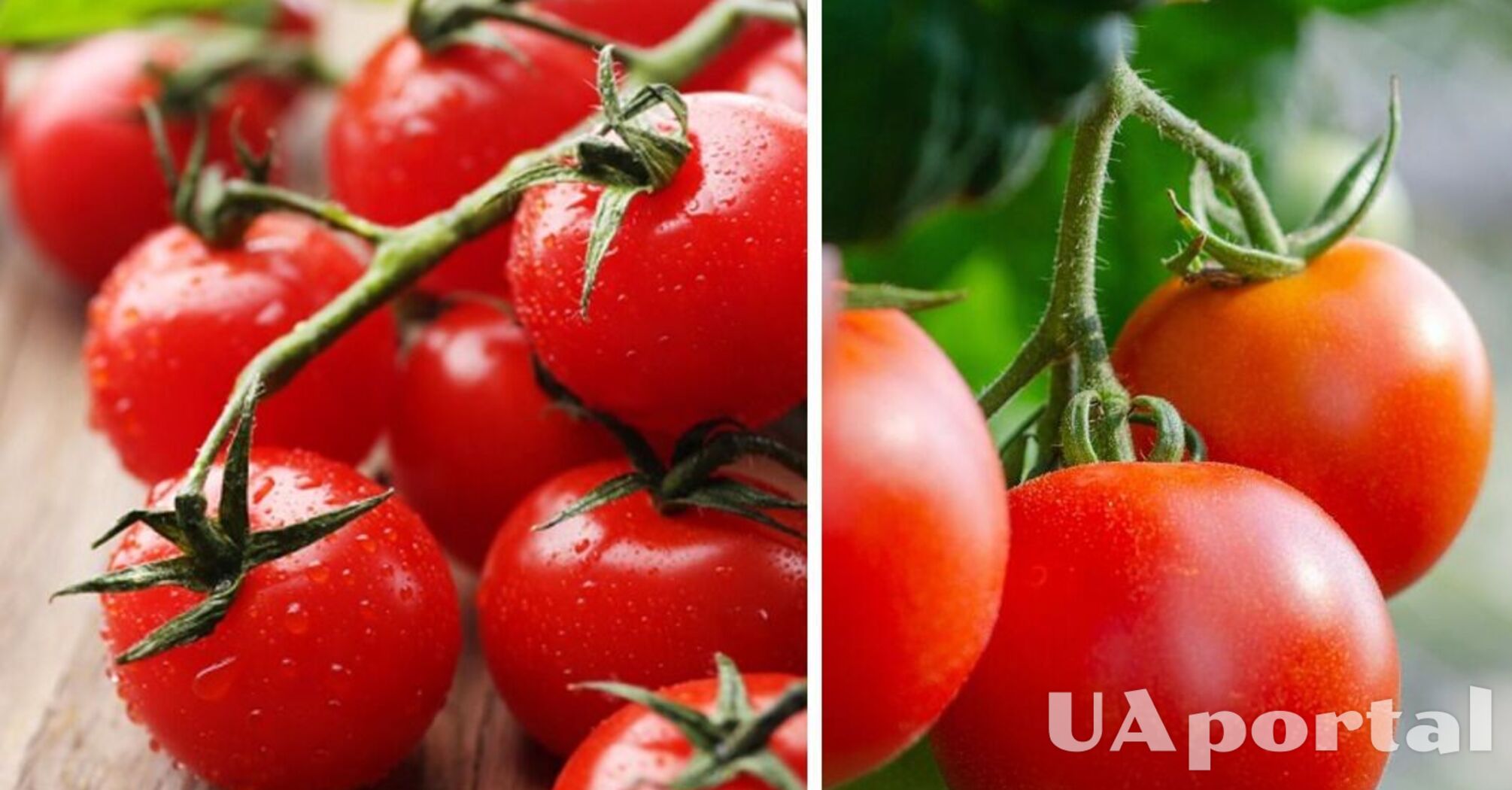 В Україні стрімко дешевшає популярний овоч: яка вартість кілограму   