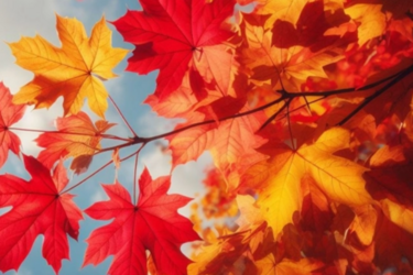 Магнітні бурі і дощі: прогноз погоди на 12 листопада