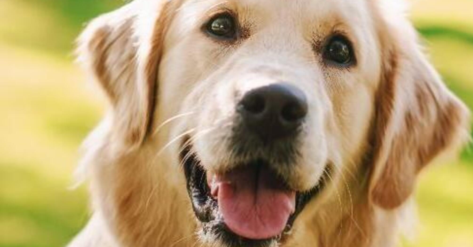 Нет дня без ветеринара: топ пород часто болеющих собак.