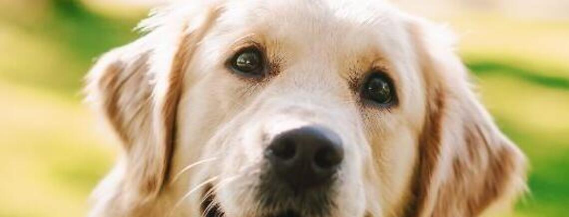 Ні дня без ветеринара: топ порід собак, які часто хворіють