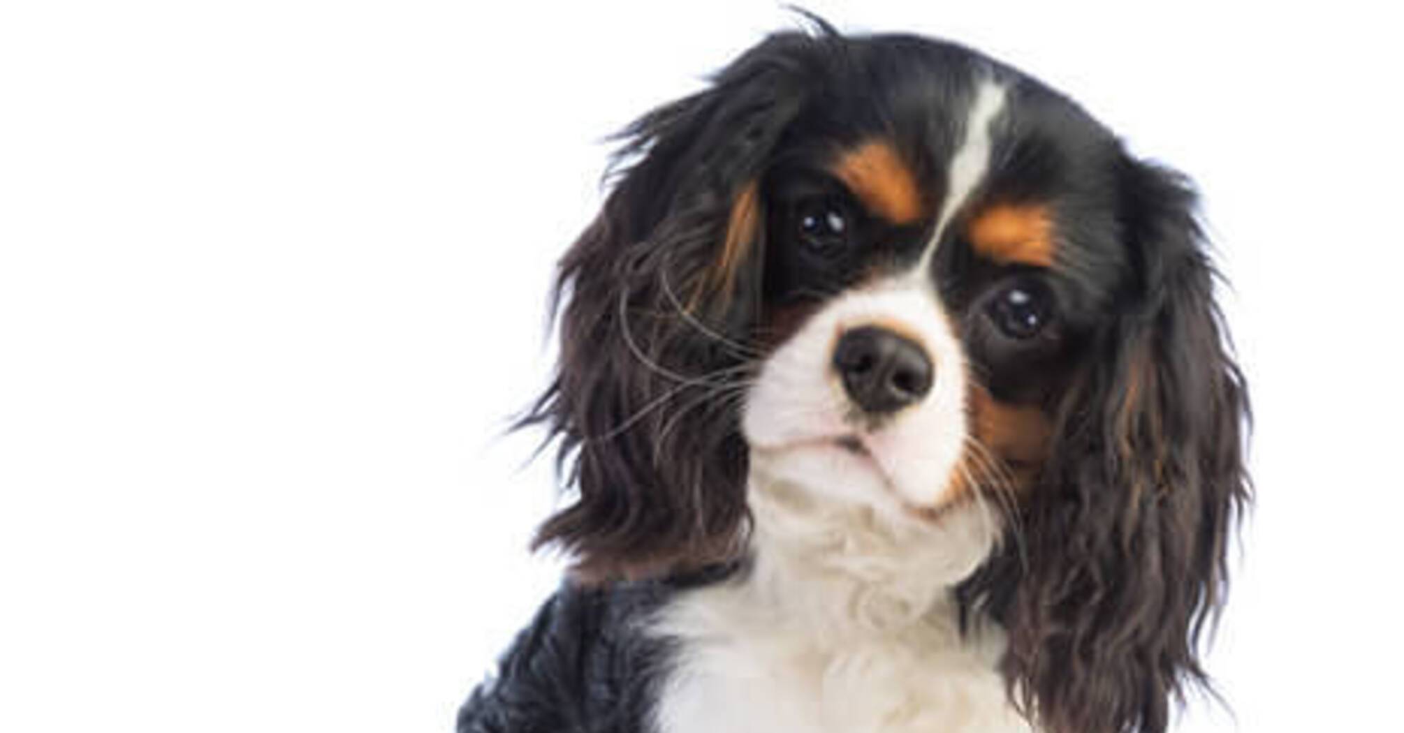 Ідеальні компаньйони: топ порід найслухняніших собак 