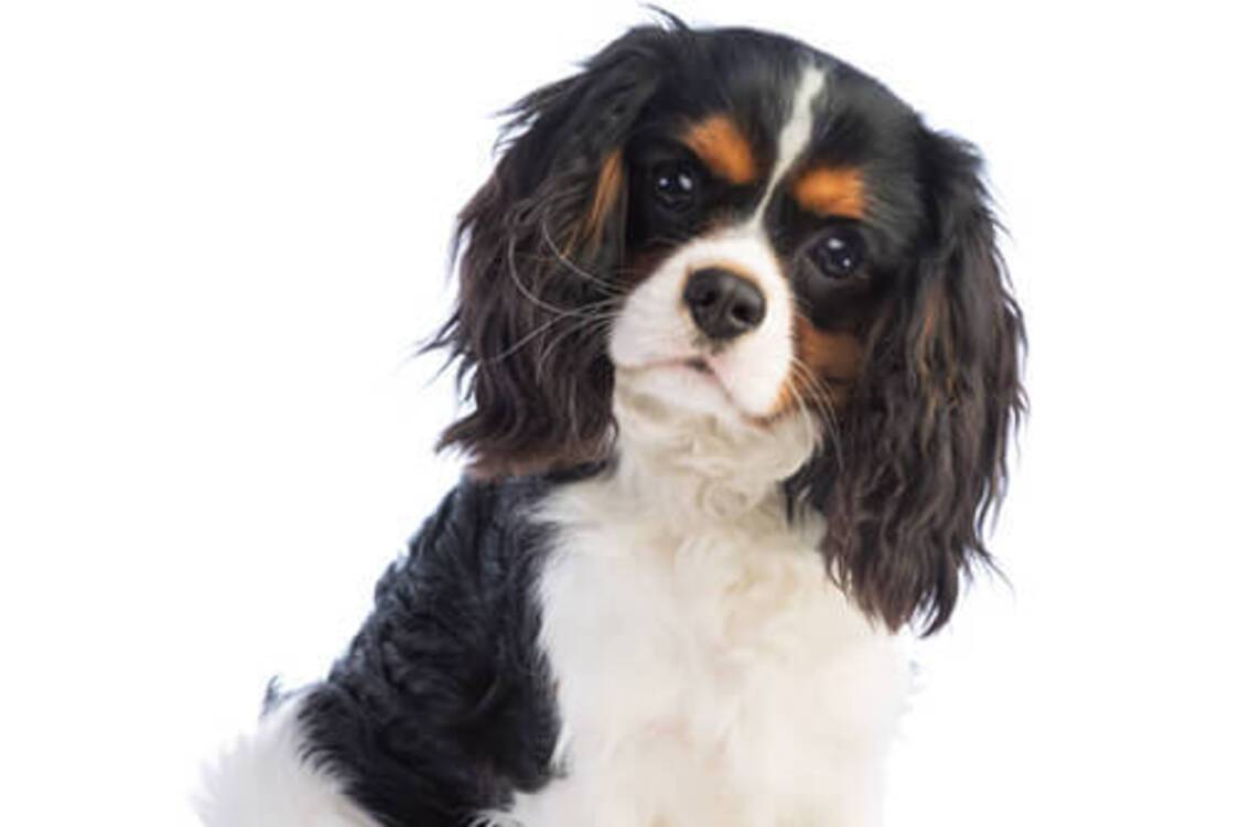 Ідеальні компаньйони: топ порід найслухняніших собак