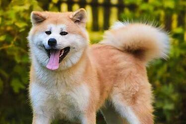 Будут лучшими друзьями: топ самых верных пород собак