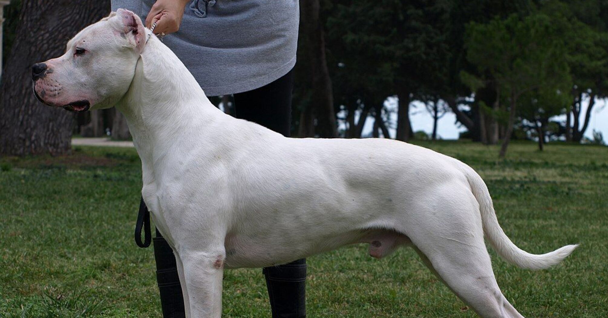 Витрачатиметесь на лікування: топ порід собак, які часто хворіють 