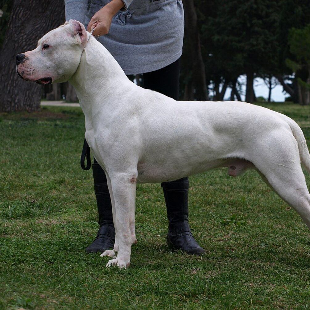 Витрачатиметесь на лікування: топ порід собак, які часто хворіють