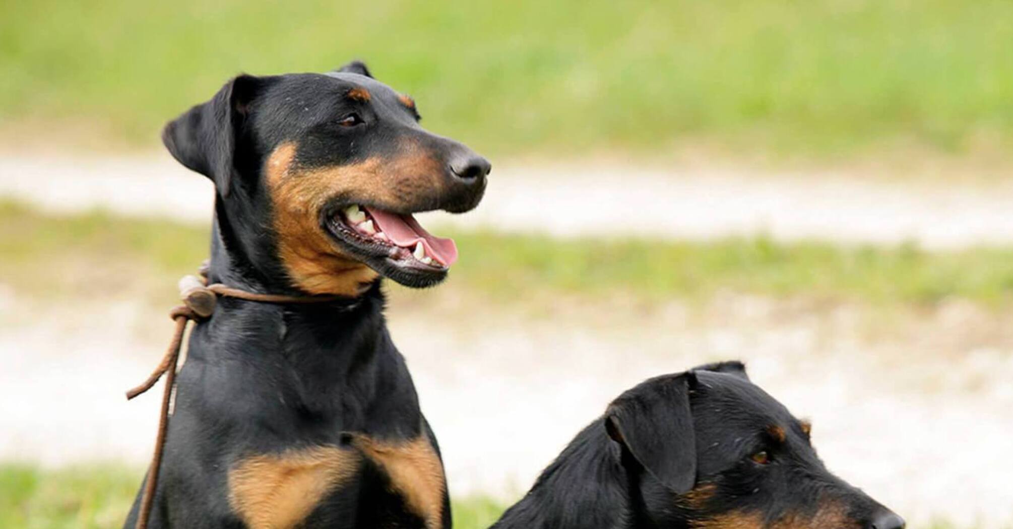 Ідеальні мисливці: топ порід собак, які можуть вигнати шкідників з вашої оселі   