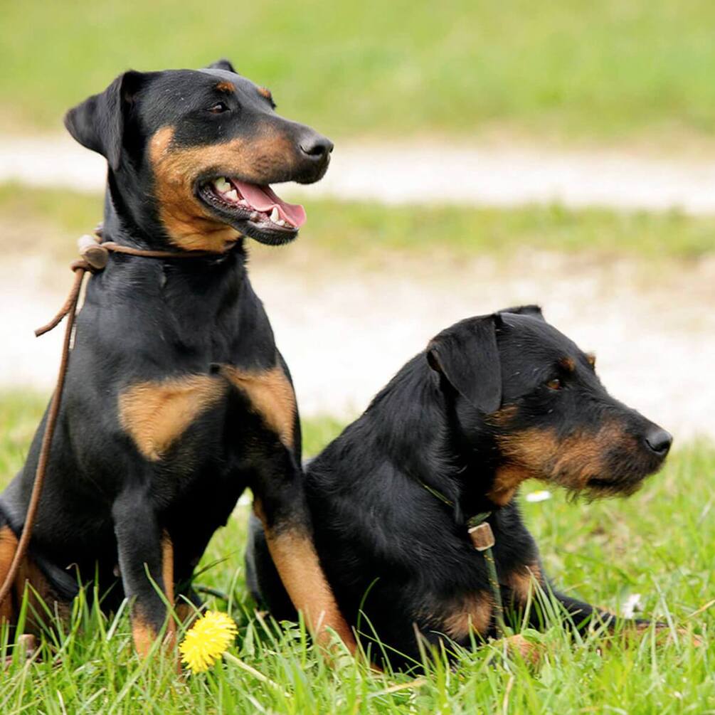 Ідеальні мисливці: топ порід собак, які можуть вигнати шкідників з вашої оселі