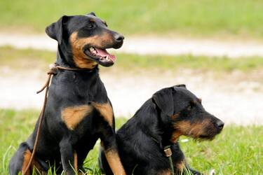 Идеальные охотники: топ пород собак, которые могут выгнать вредителей из вашего дома