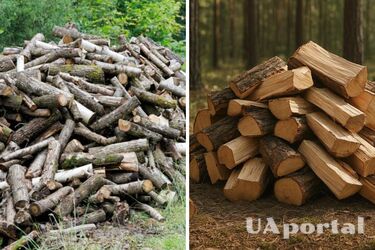 Как собирать дрова в лесу, чтобы избежать штрафа