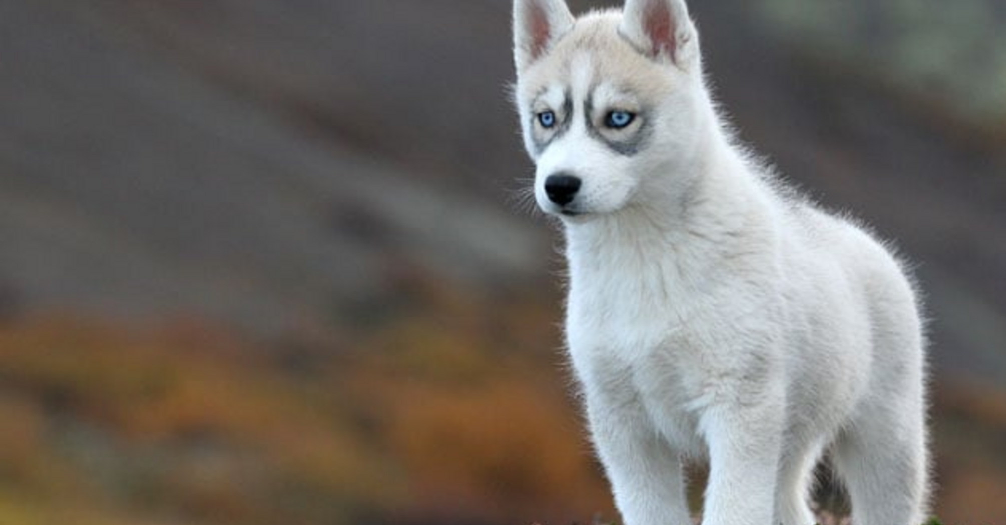 Космически красивые: топ пород собак с завораживающими глазами.