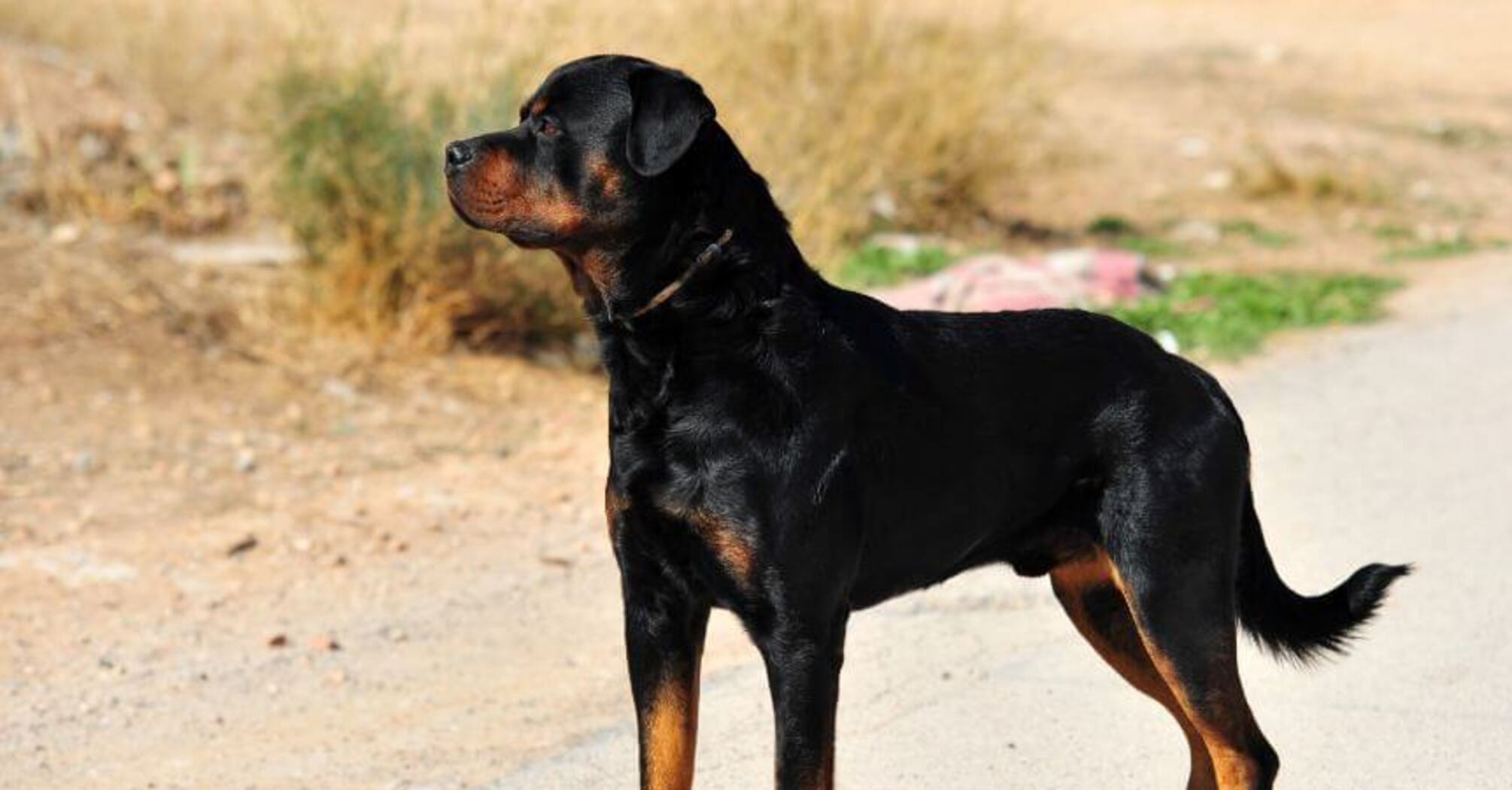 Геракли у світі собак: які породи є найсильнішими   