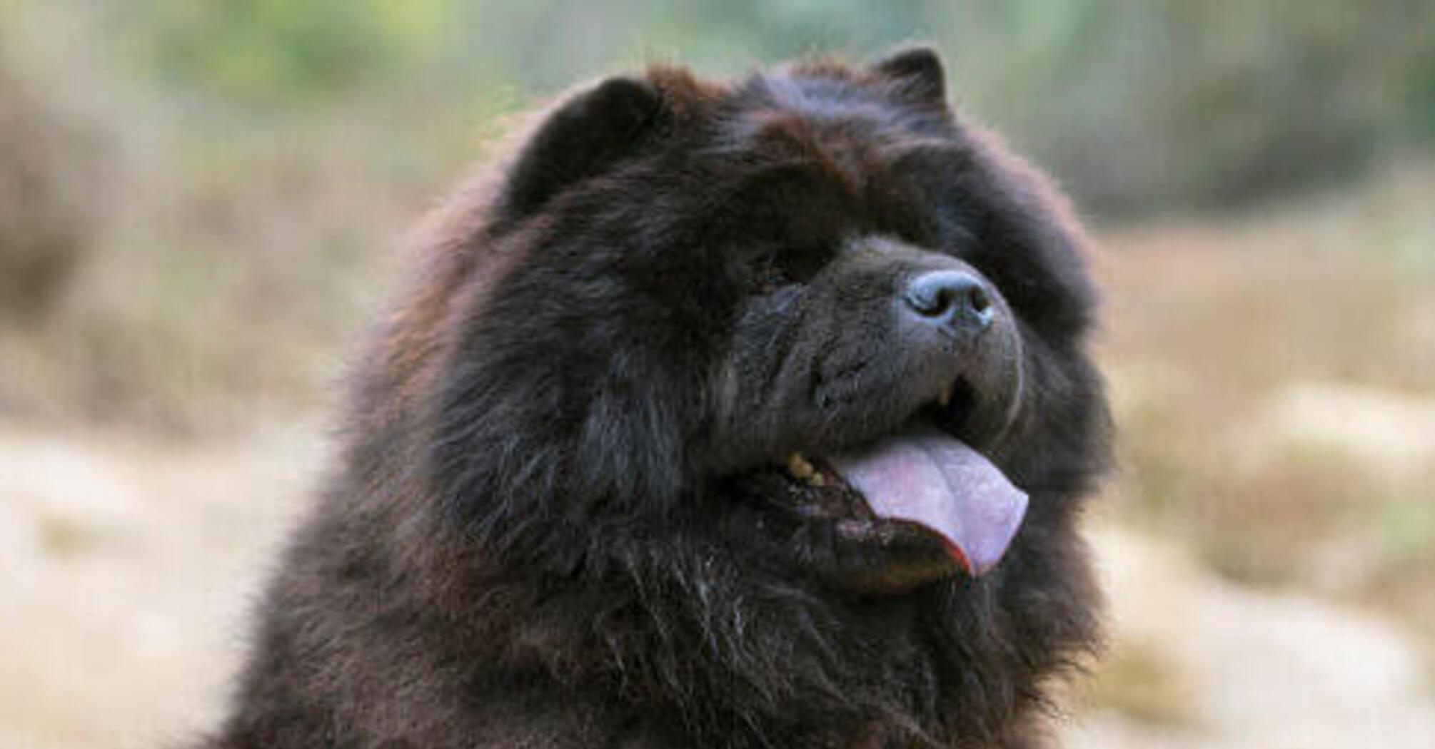 Кінолог назвав 5 порід собак, з якими 'дуже непросто'