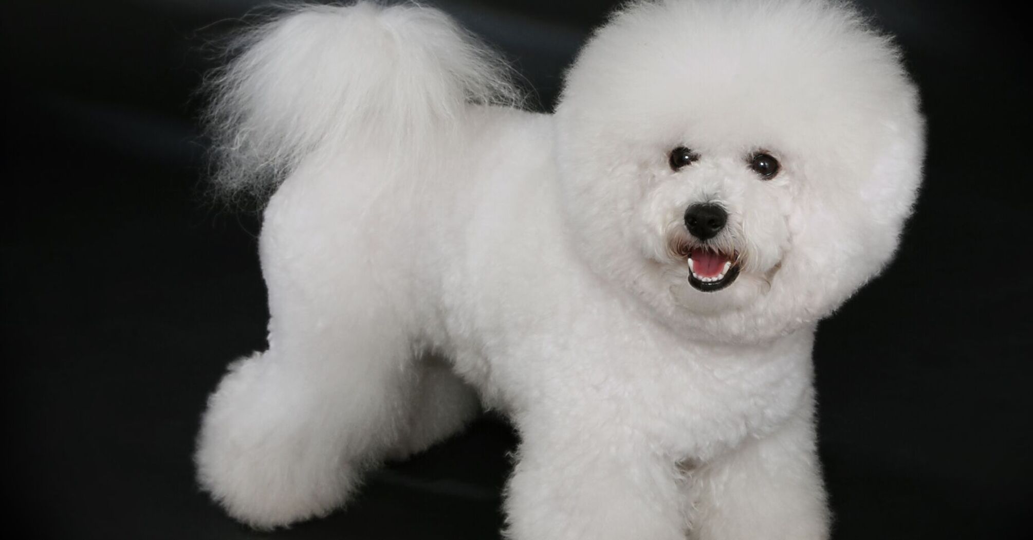 Идеально для новичков: топ пород собак для хозяев с малым опытом