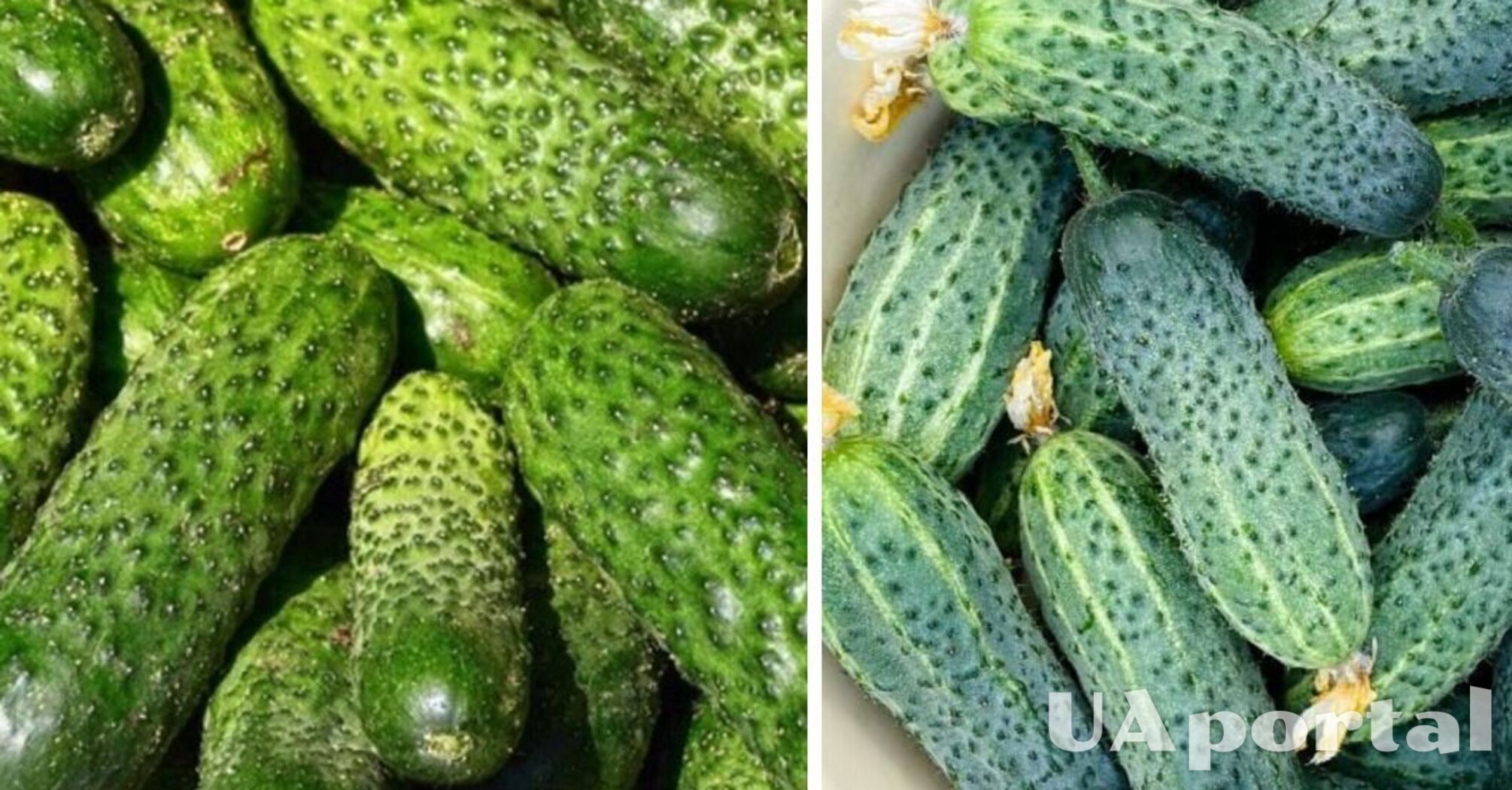 В Україні піднялась ціна на популярний овоч: яка вартість кілограму 