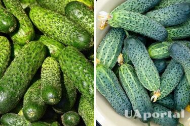 В Україні піднялась ціна на популярний овоч: яка вартість кілограму