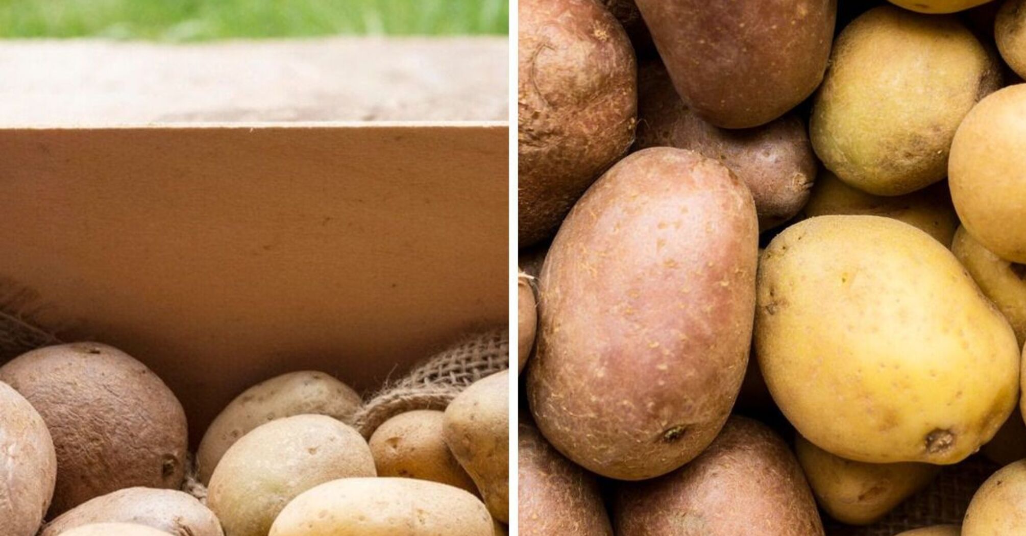 В Україні падає ціна на популярний овоч: скільки коштує кілограм  