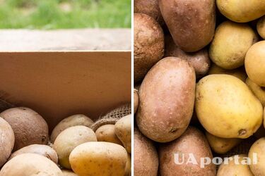 В Украине падает цена на популярный овощ: сколько стоит килограмм