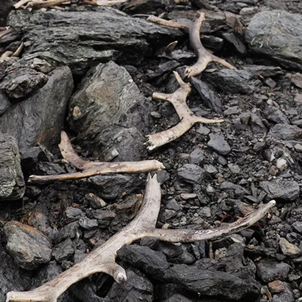 У Норвегії виявили пастку для масового вилову тварин віком 1500 років (фото)