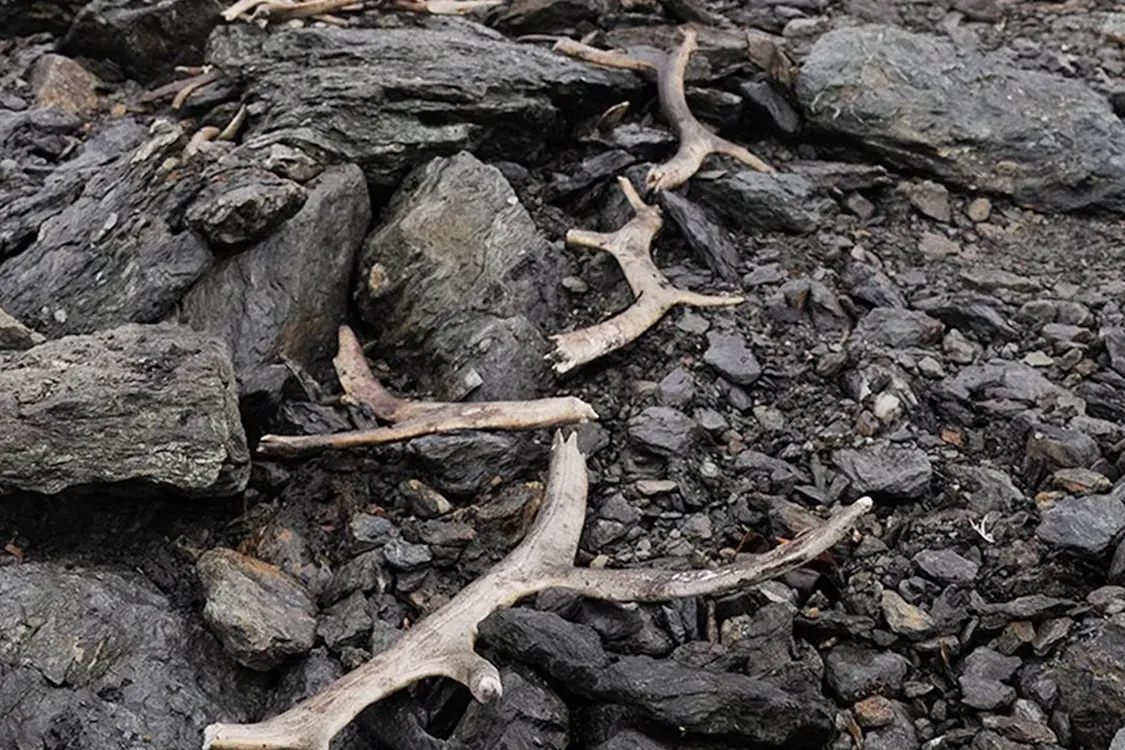 У Норвегії виявили пастку для масового вилову тварин віком 1500 років (фото)